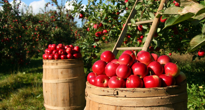 Компания одной из богатейших женщин России запустит вторую очередь фруктохранилища в Липецкой области