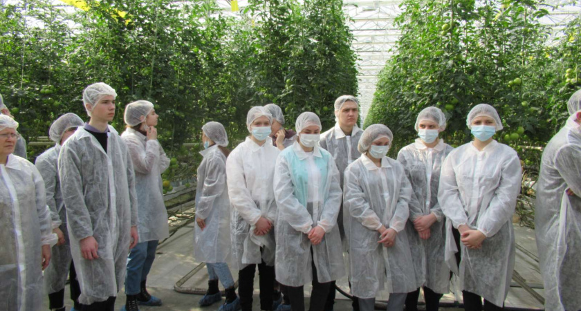 Крупнейший тепличный комбинат в Липецкой области запустил серию экскурсий на своё производство