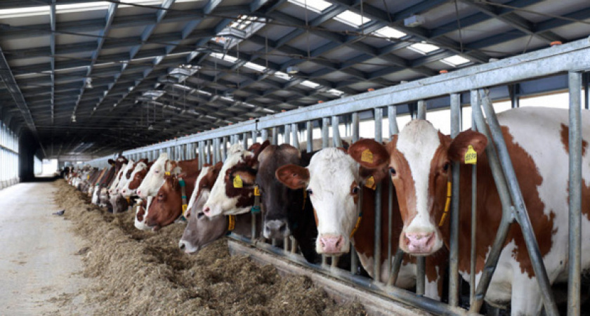 Поголовье скота в Липецкой области продолжает уходить в минус