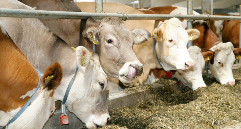 Липецкие животноводы снизили объём производства на 10 процентов