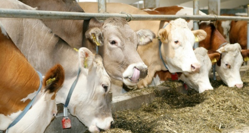 Липецкие животноводы произвели продукции почти на 170 млрд рублей
