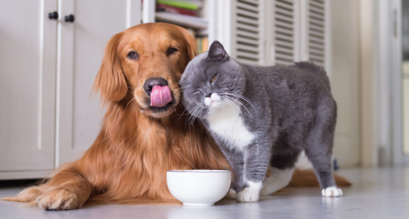 В липецкие заводы по производству кормов для домашних животных и рыб инвестируют 2,5 млрд рублей