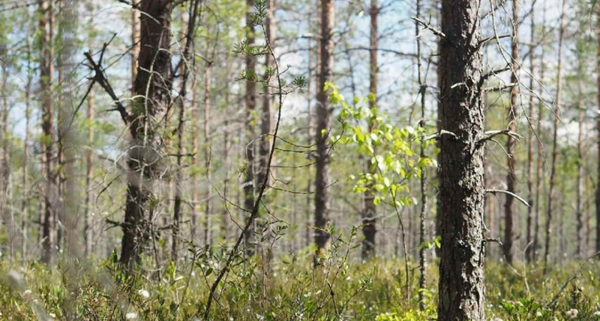 Доходы Липецкой области от использования лесов выросли на 8%