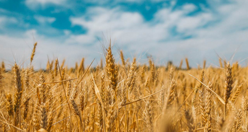 Липецкая агрофирма в три раза превысила концентрацию аммиака в почве