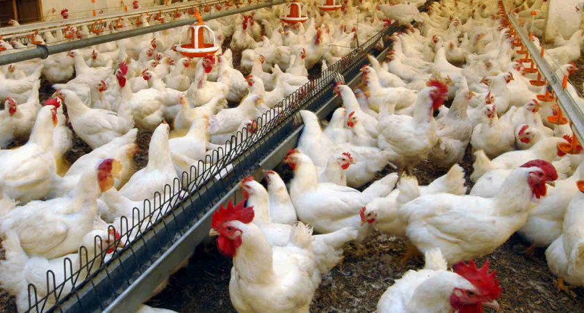 В Липецкой области открылся комплекс по выращиванию бройлеров