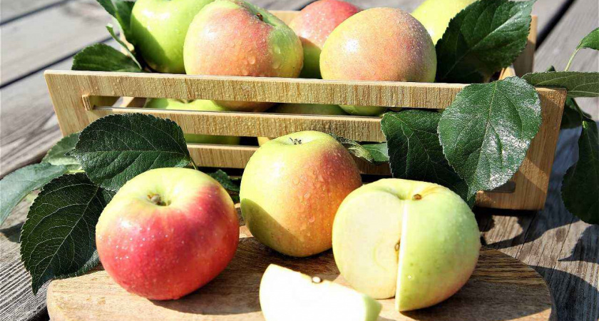  Липецкий «Агроном-сад» сменил руководителя