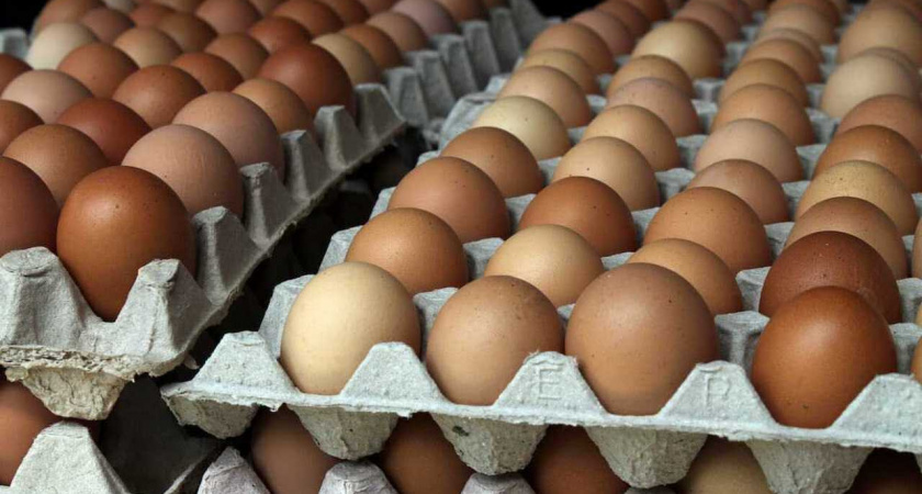 В Липецкой области планируют получить в этом году 680 млн штук пищевых яиц