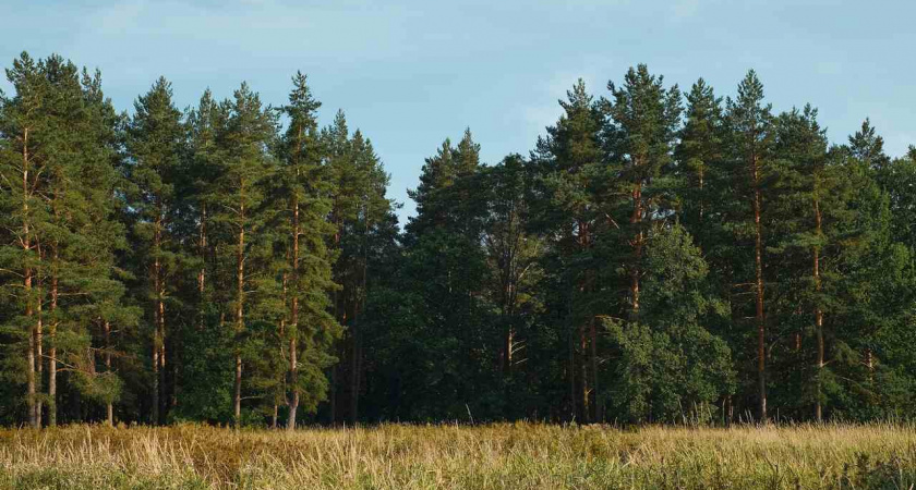 Для охраны липецких лесов закупят 12 беспилотников