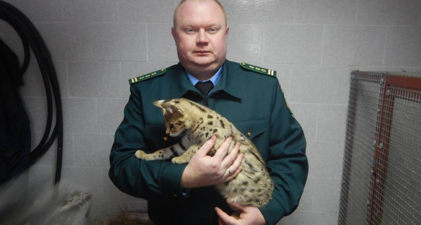 В липецкий зоопарк на временное содержание переданы сервал и саванна