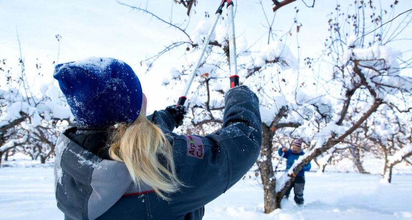В Липецкой области садоводы приступили к обрезке плодовых деревьев