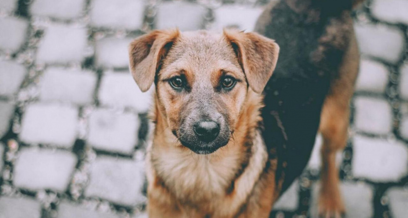 В Липецке сменился подрядчик по отлову безнадзорных животных