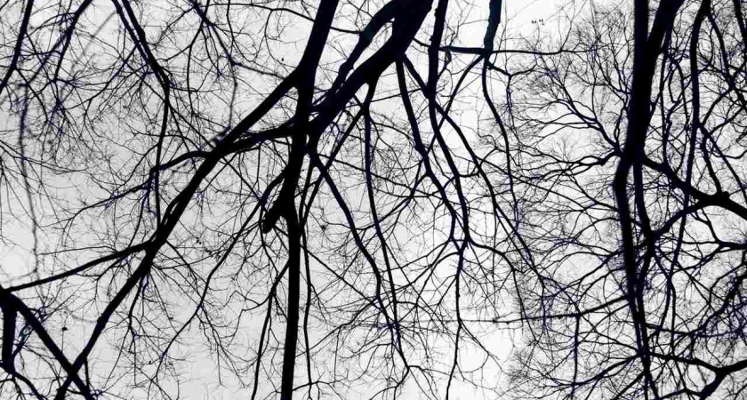 В Липецке на дереве висит предмет, похожий на квадрокоптер