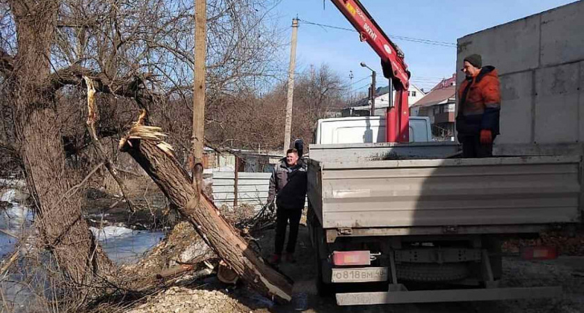 В Липецке на снос и обрезку деревьев выделили 53 млн рублей