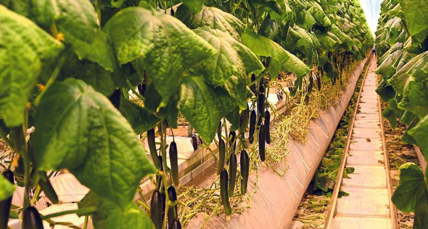 В Липецкой области вырастили 44,5 тыс. тонн тепличных овощей и салатов с начала года