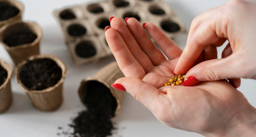 В Липецке нашли семена, сорта которых не допущены к использованию