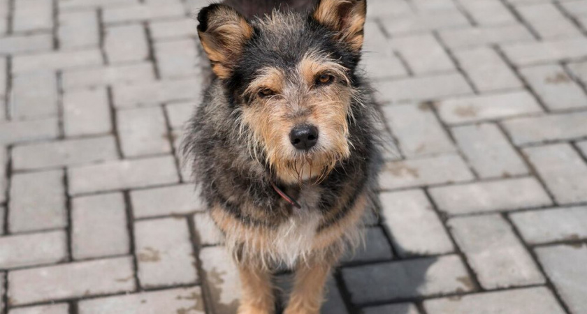 Мэрия Липецка заплатит 90 тыс. рублей за укус бродячей собаки