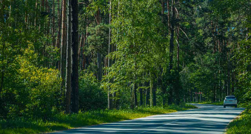 В Липецкой области из-за жары ввели ограничение на пребывание в лесах 