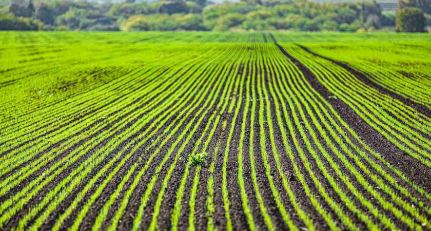 В Липецкой области площади под горохом увеличились на 43%