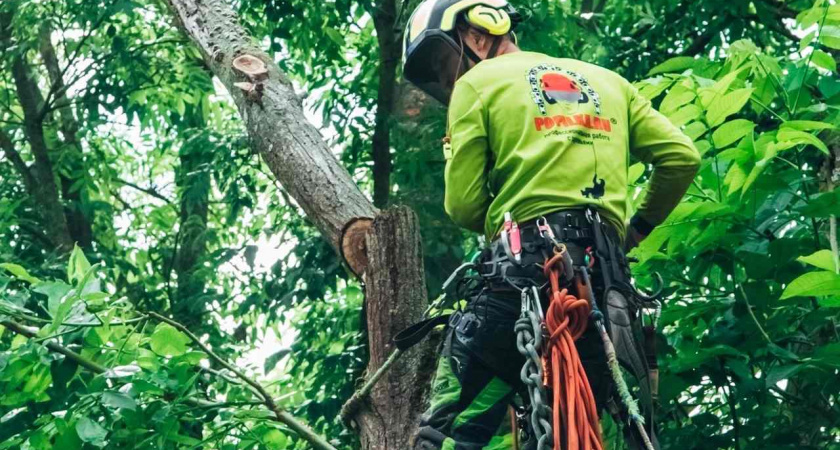 Арбористы со всей России съехались в Липецкую область на фестиваль