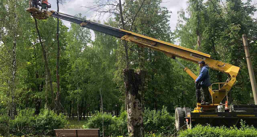 Продолжается опиловка сухих и аварийных деревьев в Липецке