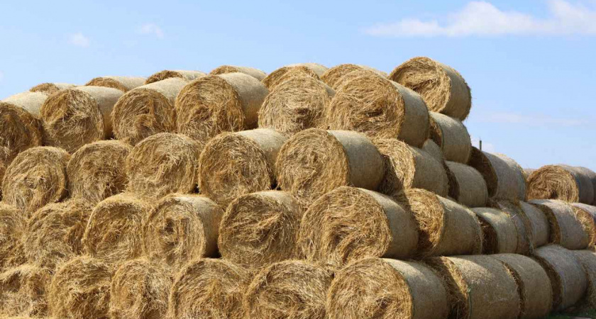 В Липецкой области продолжается заготовка кормов для КРС 