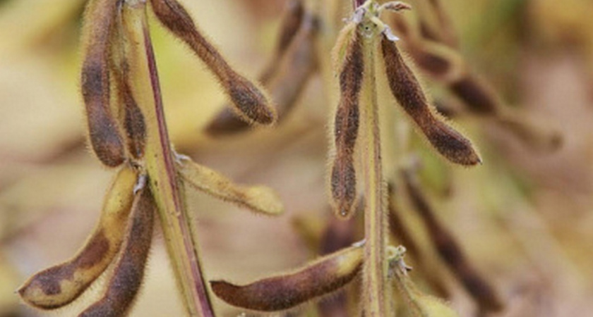 В Липецкой области началась уборка сои