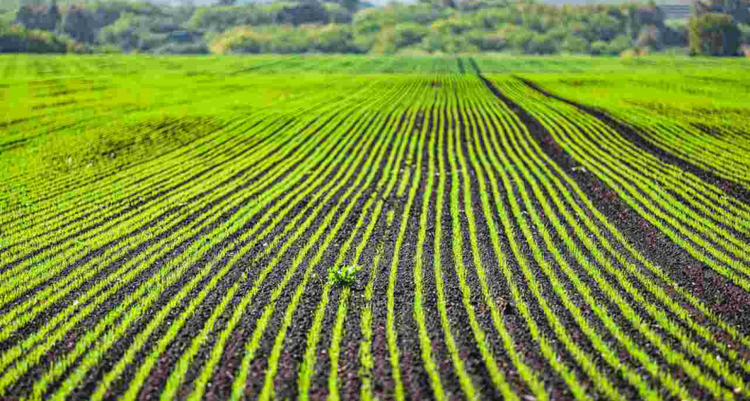 В Липецкой области стартовал сев озимых культур 