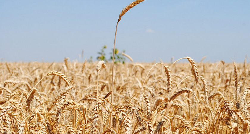 День молодежного поля пройдет в Липецкой области