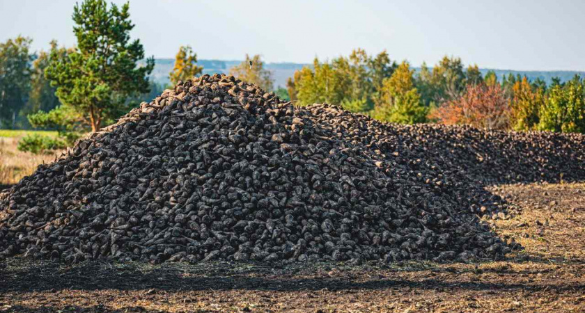 Первый миллион тонн сахарной свеклы собрали липецкие аграрии