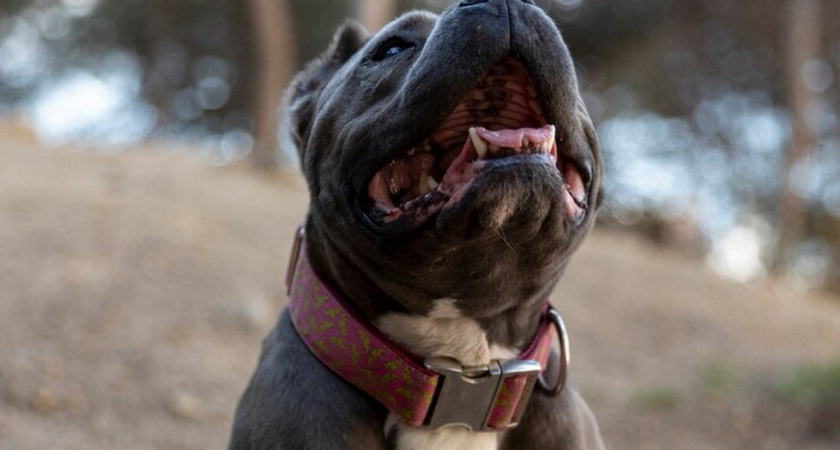 78% липчан поддерживают введение штрафов за выгул собак опасных пород без намордника