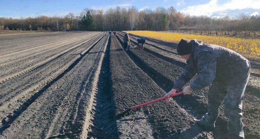 Липецкие лесники сажают желуди 