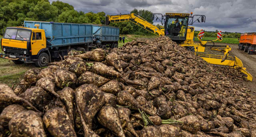 В Липецкой области собрали 4 млн тонн сахарной свеклы