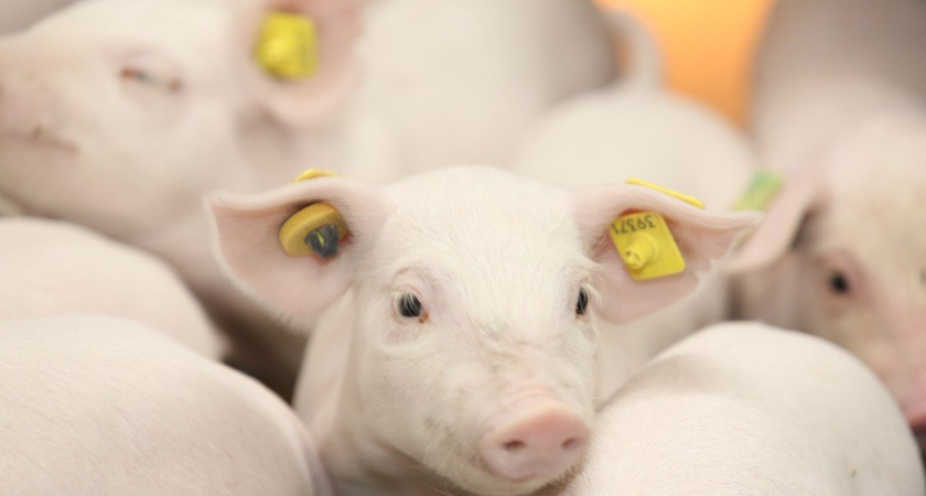 В Липецкой области производство скота и птицы в живом весе выросло на 15% 