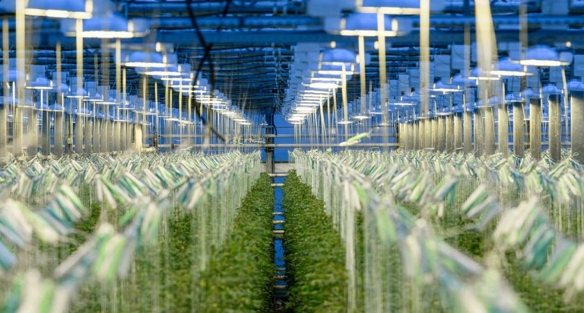 Липецкие «Овощи Черноземья» в 2025 году запустят энергоцентр за 12 млрд рублей