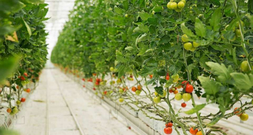 Липецкой компании «Овощи Черноземья» придется заплатить 1,4 млн рублей за вред почвам