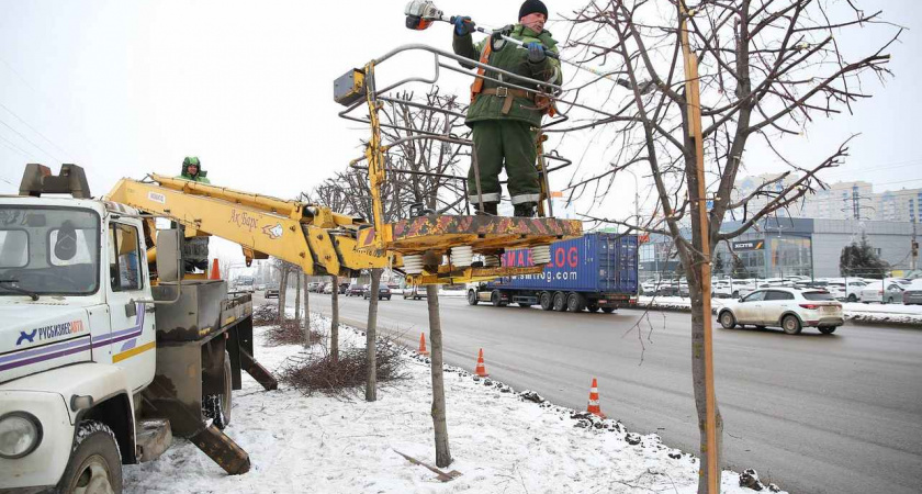 В Липецке в этом году снесено 126 дерева 