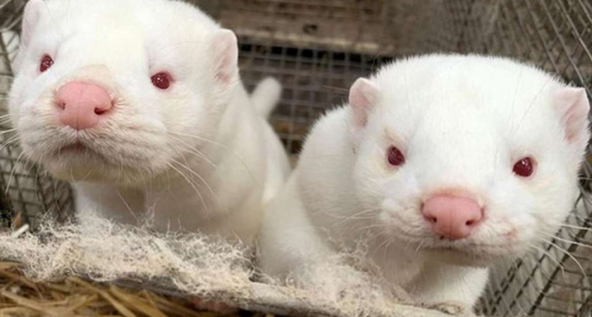 Пять липецких предприятий расширили географию поставок своей продукции за рубеж