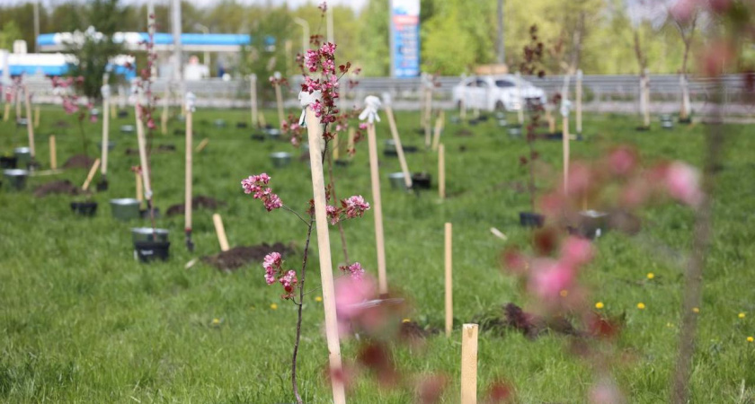 В липецком микрорайоне появился «Сад Памяти»