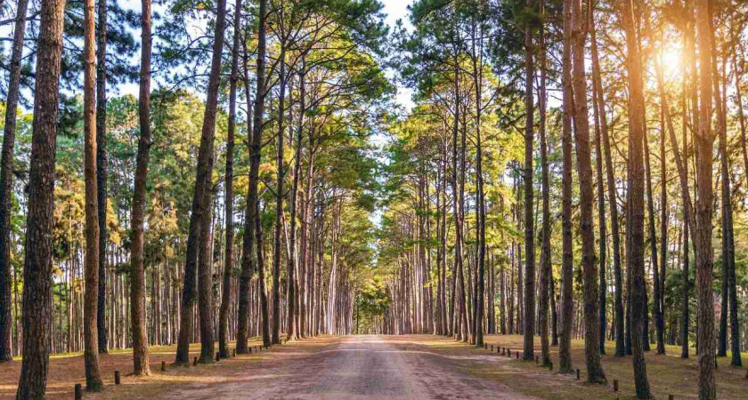 Липецкая область первой получила данные для определения состояния лесов с помощью искусственного интеллекта 