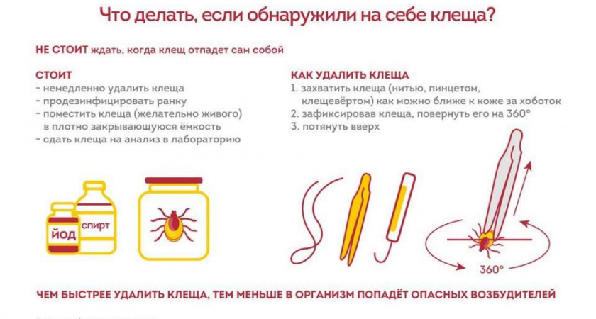Клещи покусали 1912 человек в Липецкой области