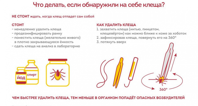 Клещи покусали 2229 человек в Липецкой области