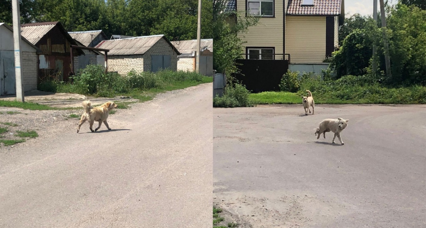 Трех собак отловили на детской площадке в Северном руднике