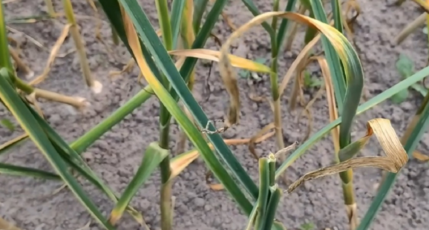 Что сажать после чеснока в июле: топ-6 культур для богатого урожая от опытных агрономов