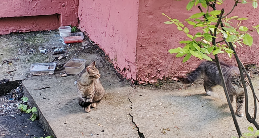 В Липецкой области обнаружили бешенство у пяти животных