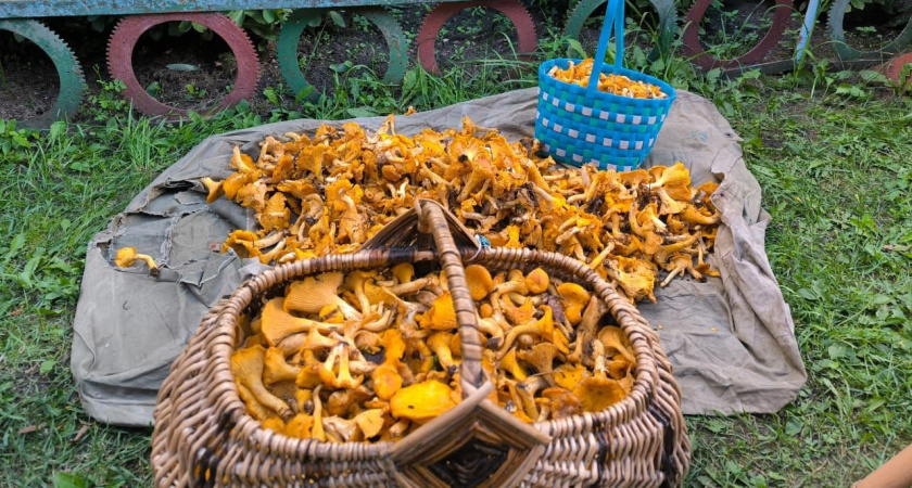 Лисички без горечи: лайфхак, который должен знать каждый грибник
