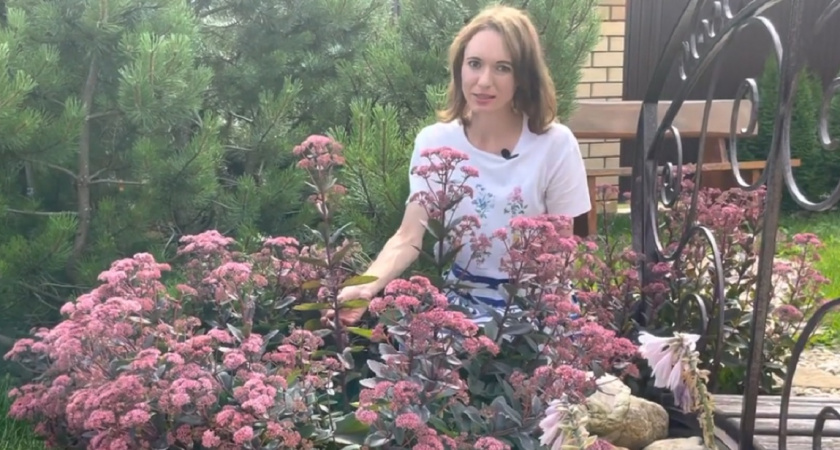 Алые "шапки" до самых морозов - назван идеальный цветок для тех, кто не любит хлопот