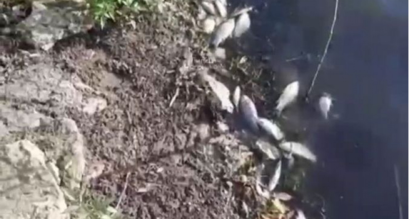 Под Липецком обнаружили множество трупов рыб на берегу водоёма