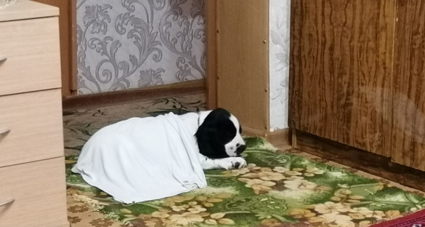 Знают ли собаки, что они умирают: вот о чем они думают в последние минуты — что говорят эксперты 