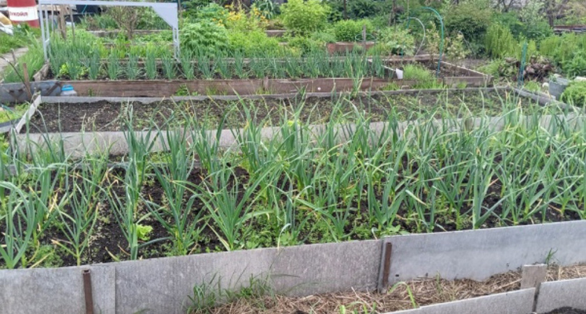 Почему многие опытные дачники не сажают сидераты после уборки урожая: неожиданная правда, о которой мало говорят 