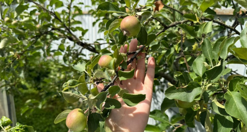 Почему яблоки и груши гниют прямо на дереве: как побороть плодовую гниль и спасти урожай